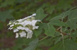 Oakleaf hydrangea